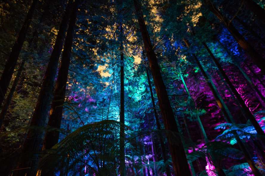 Redwoods Nightlights. Art installation by David Trubridge in Rotorua forest, New Zealand. Image: inhabitat.com